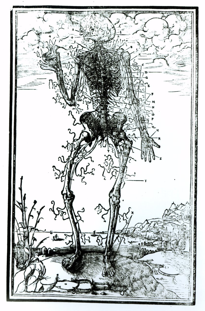 Układ naczyniowy ciała autorstwa Andreas Vesalius