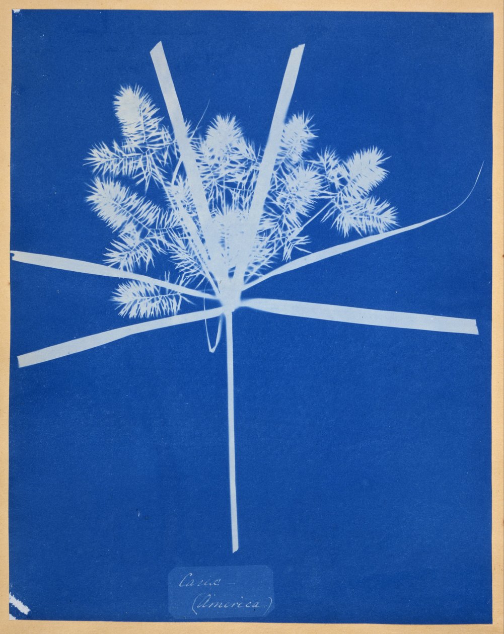 Carix (Ameryka) autorstwa Anna Atkins
