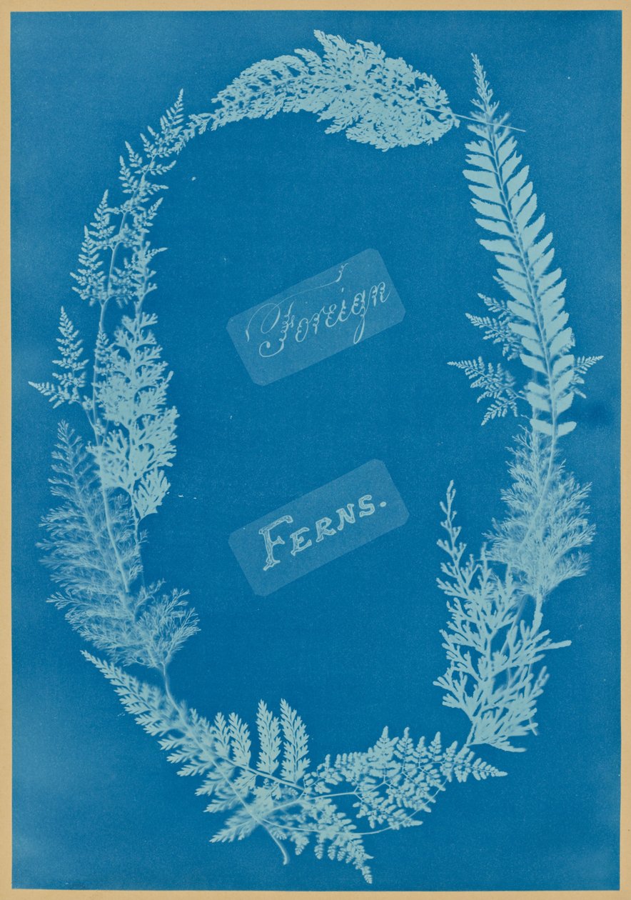 Paprocie obce autorstwa Anna Atkins