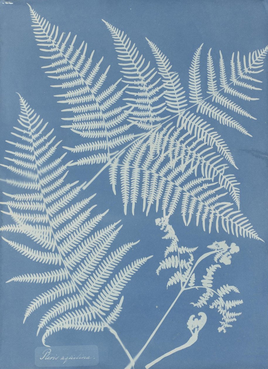 Pteris aquilina autorstwa Anna Atkins