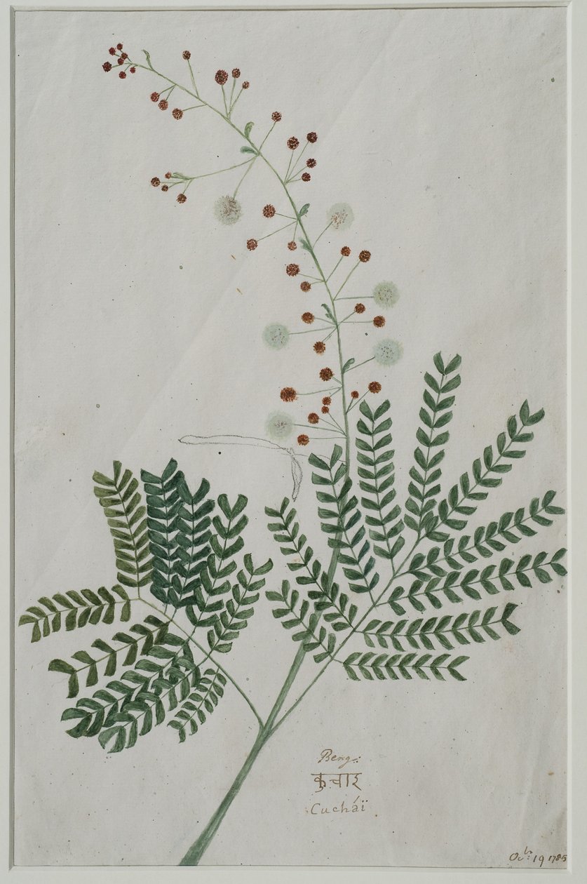 Acacia leucophloea, 1785 (wc na papierze) autorstwa Anna Maria Jones