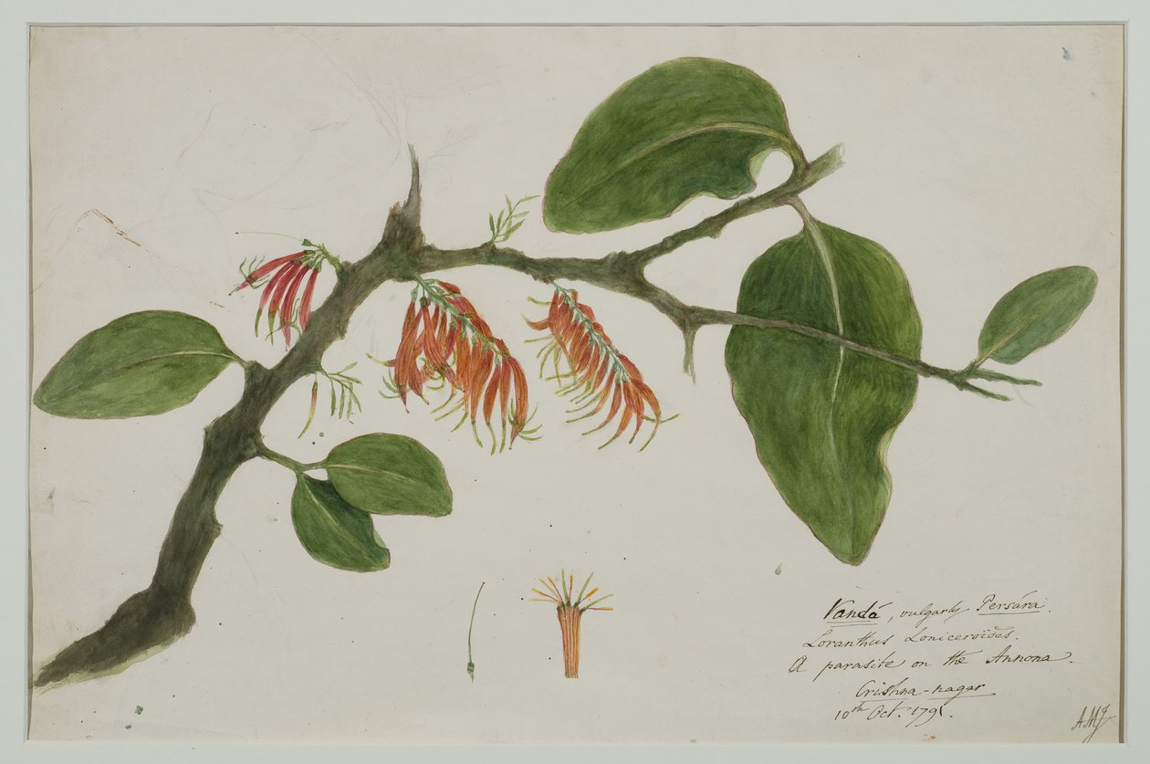 Dendrophthoe falcata (نارنج mistletoe)، 1785 (wc په کاغذ) پولی autorstwa Anna Maria Jones