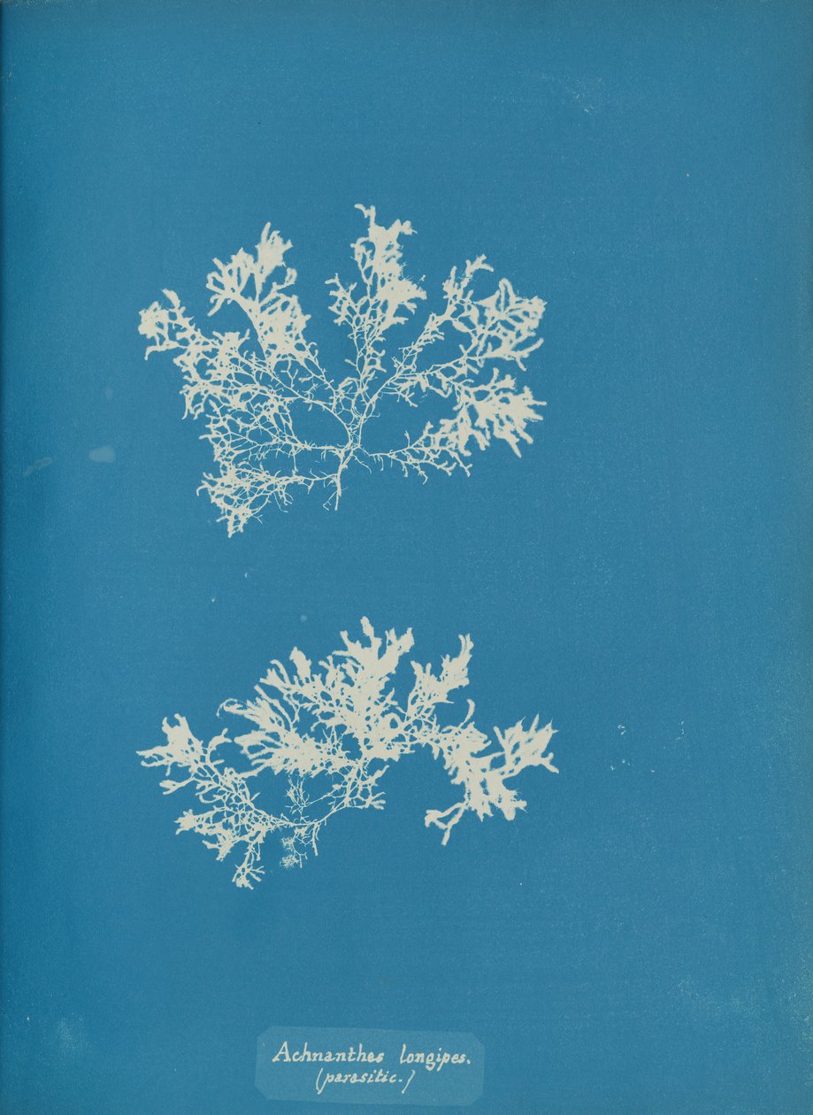Długie włosy Achnanthes. pasożytnicze, ca. 1853. autorstwa Anna Atkins