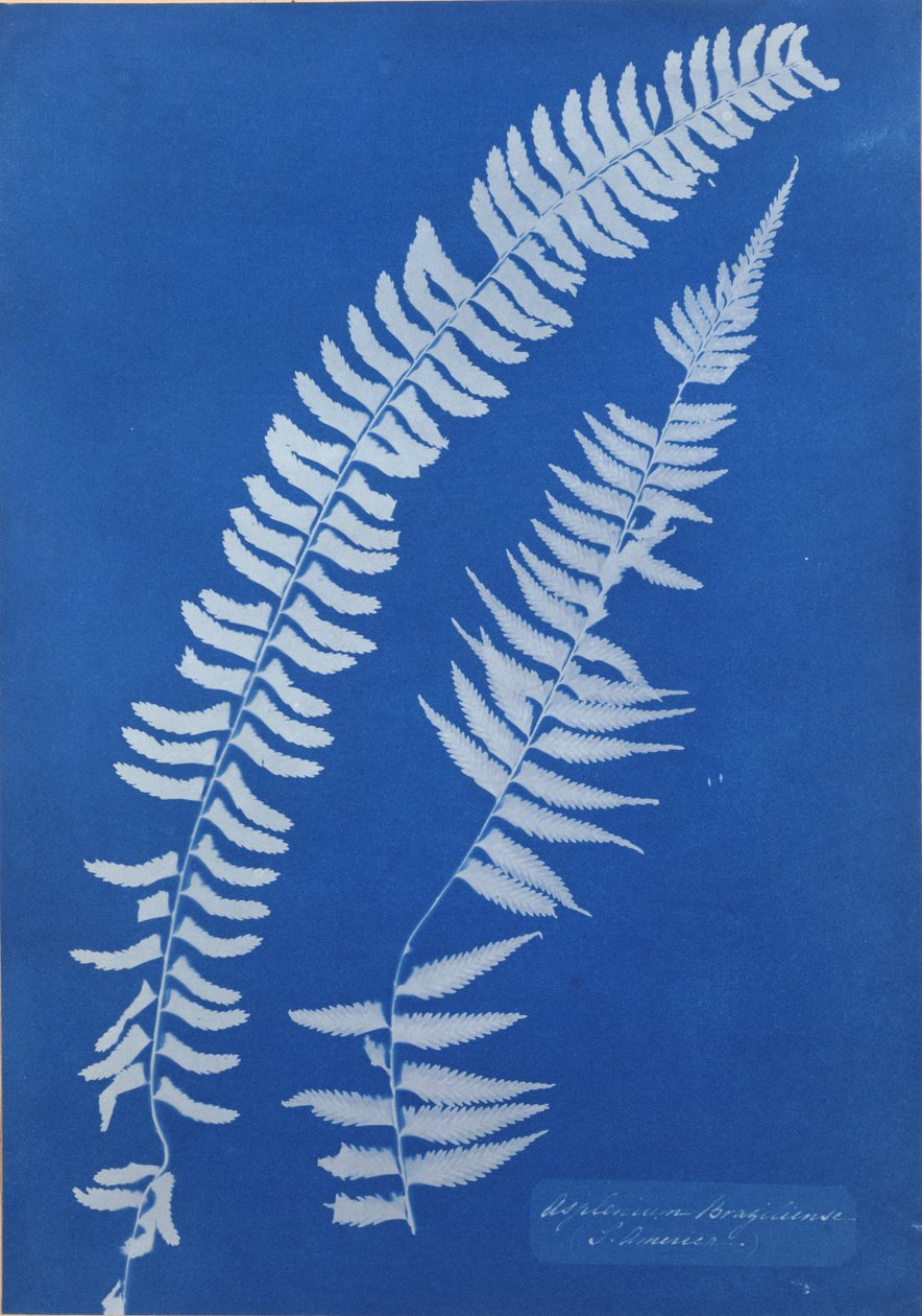 Asplenium Braziliense, Ameryka Płd. autorstwa Anna Atkins