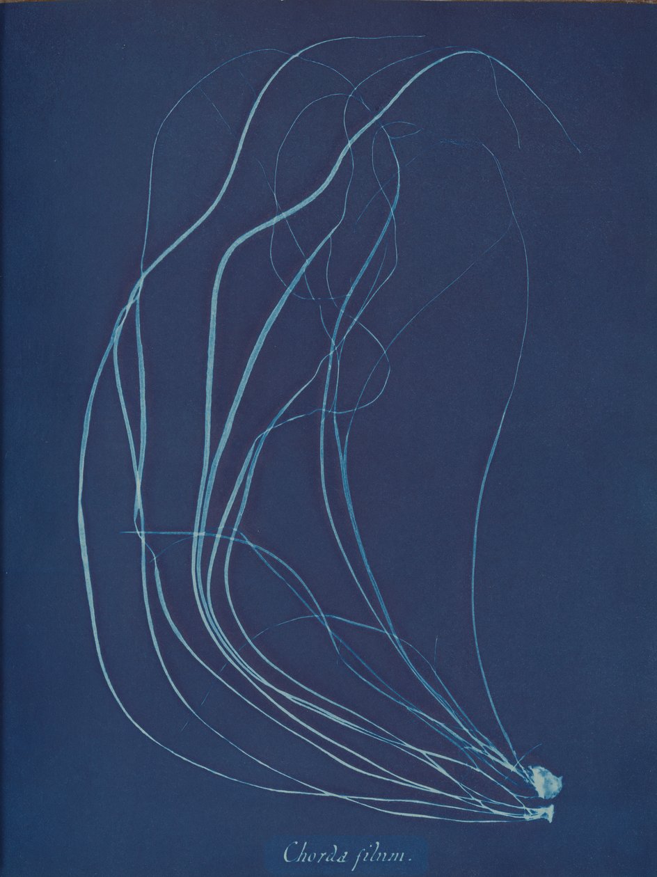 Drut sznurkowy, ca. 1853 autorstwa Anna Atkins