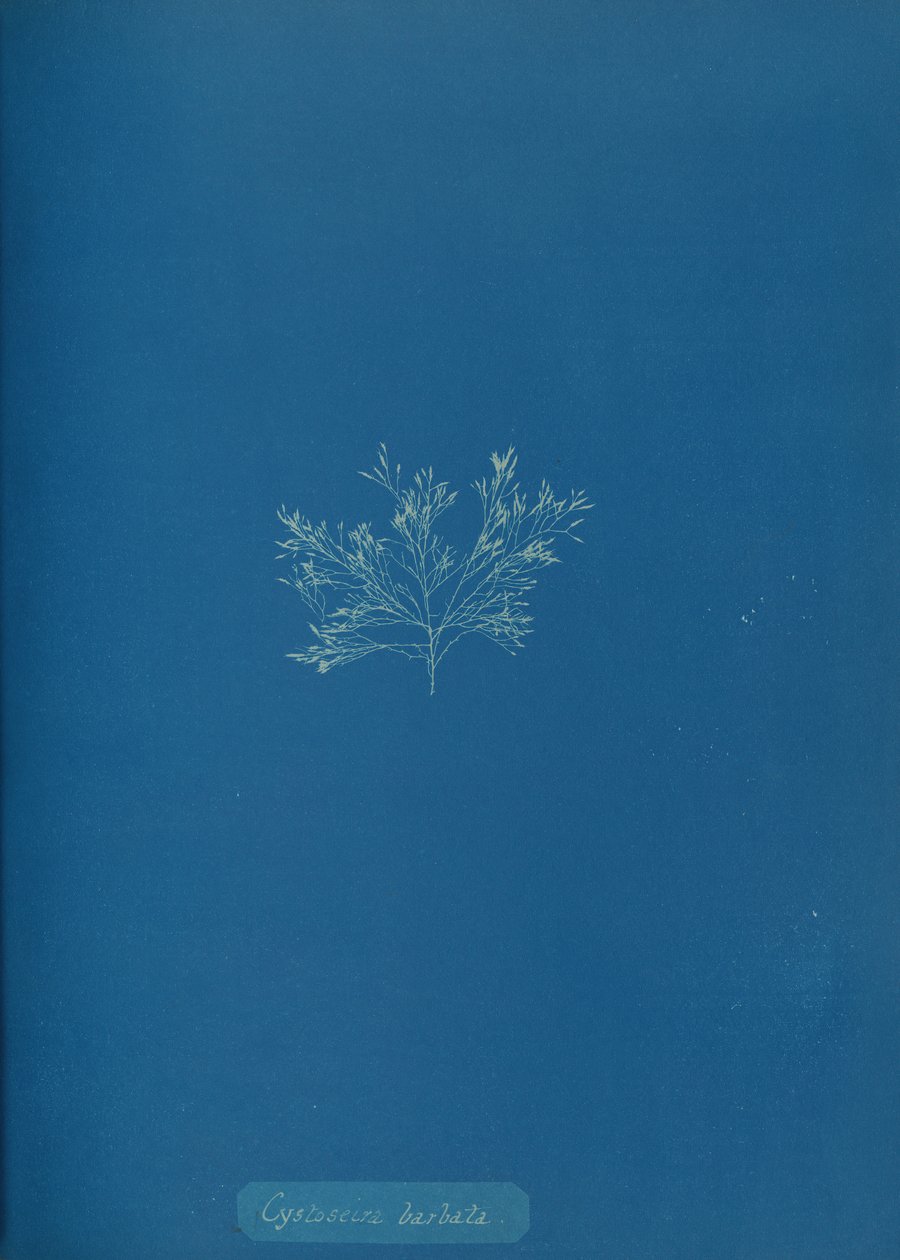 Cystoseira barbata, ca. 1853. autorstwa Anna Atkins