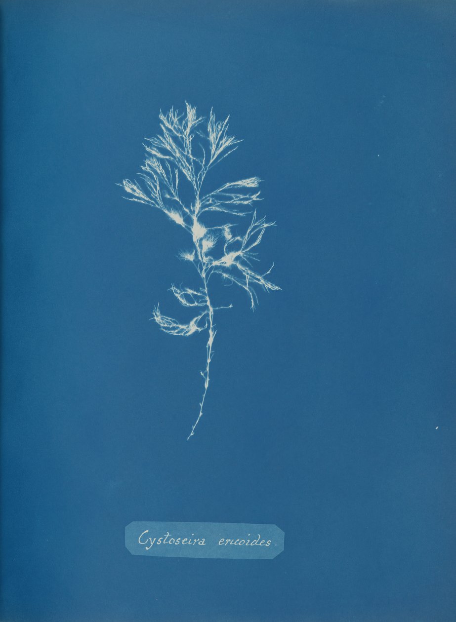 Cystoseira ericoides, ca. 1853. autorstwa Anna Atkins