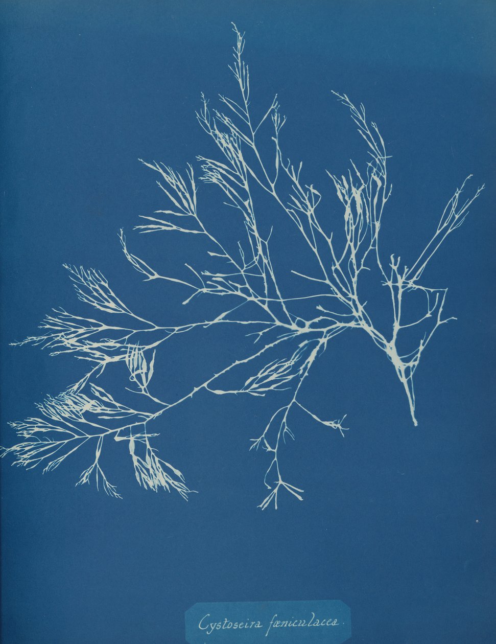 Cystoseira fæniculacea, ca. 1853. autorstwa Anna Atkins