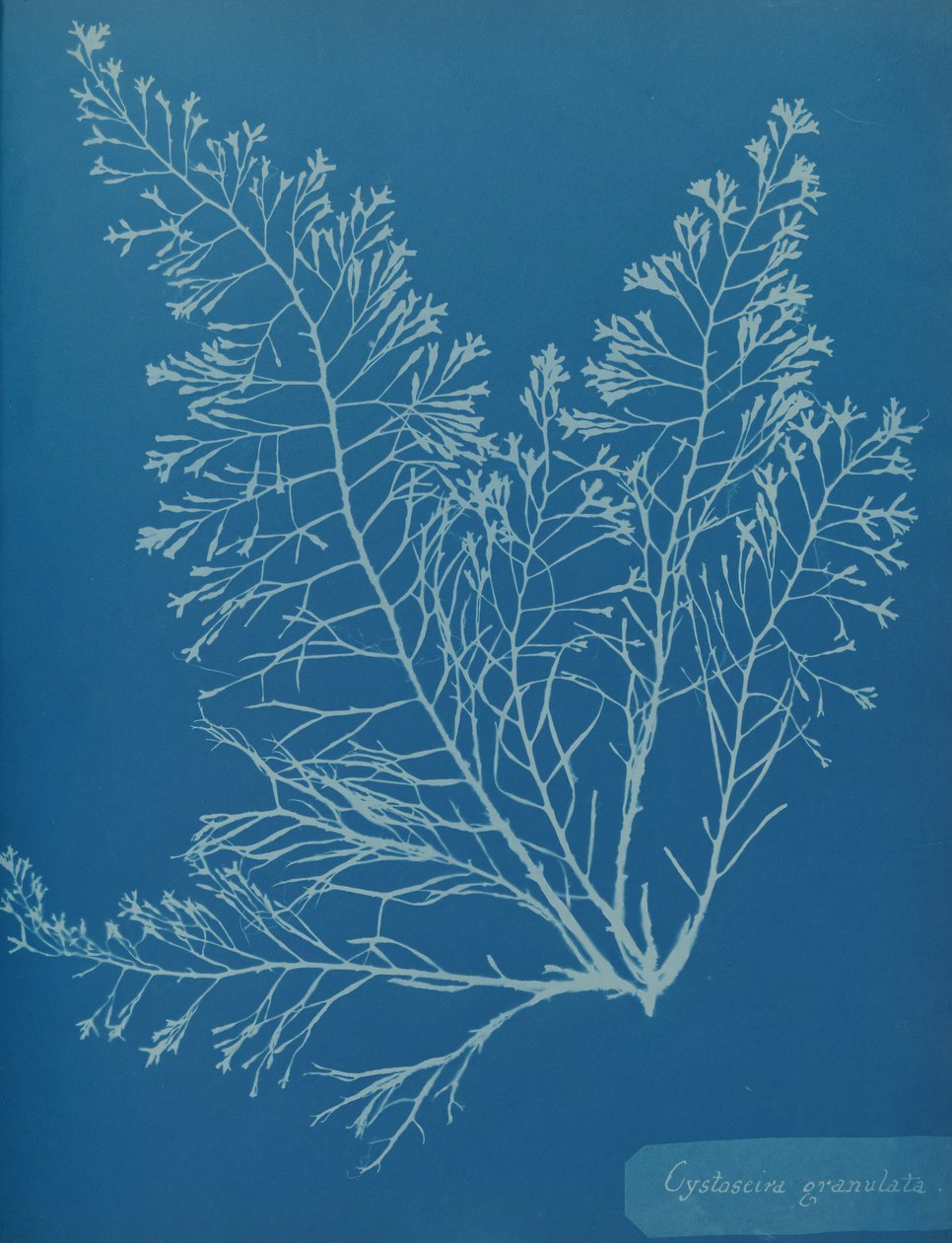 Cystoseira granula, ca. 1853. autorstwa Anna Atkins