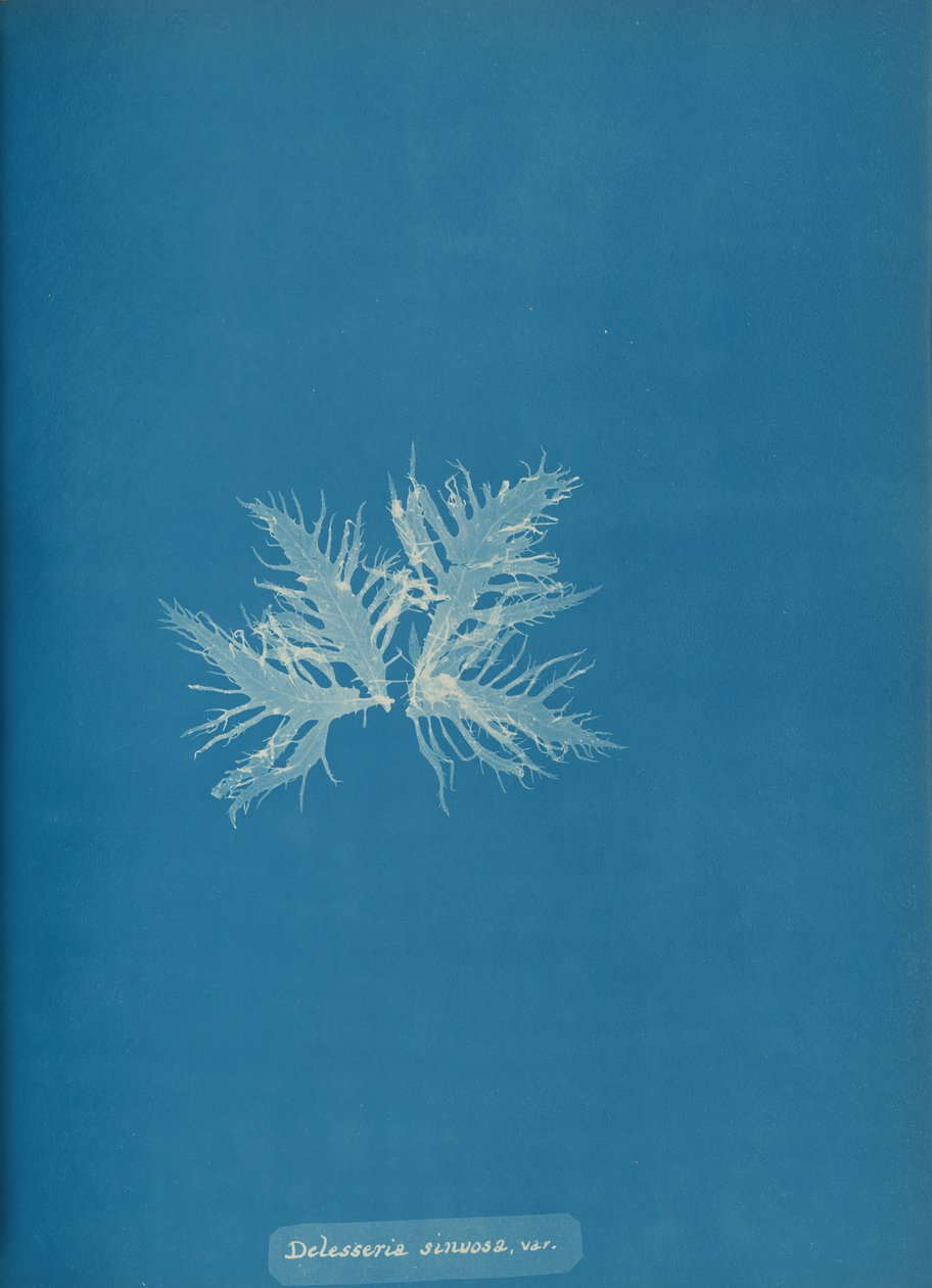 Delesseria sinvosa, var., ca. 1853. autorstwa Anna Atkins