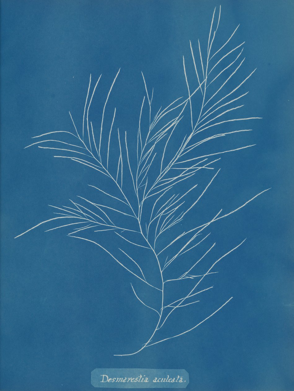 Desmarestia aculeata, ca. 1853. autorstwa Anna Atkins