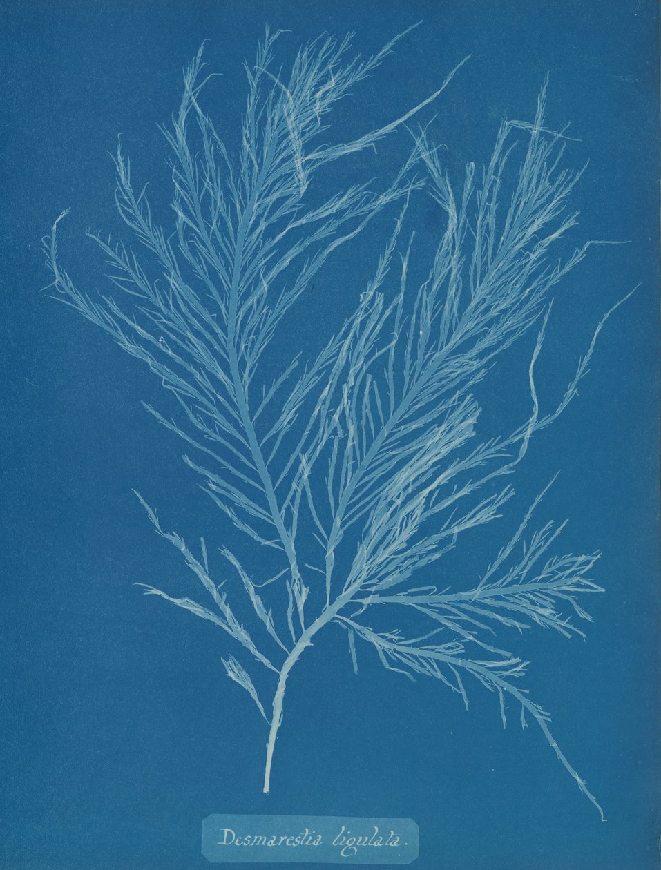 Desmarestia skroplona, ​​ca. 1853. autorstwa Anna Atkins