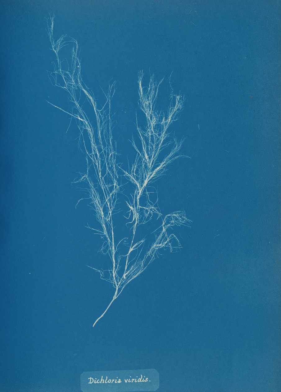 Dichloria viridis, ca. 1853. autorstwa Anna Atkins