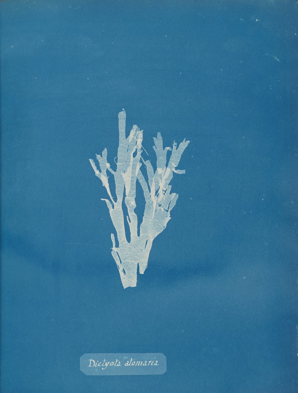 Dictyota atomaria, ca. 1853. autorstwa Anna Atkins