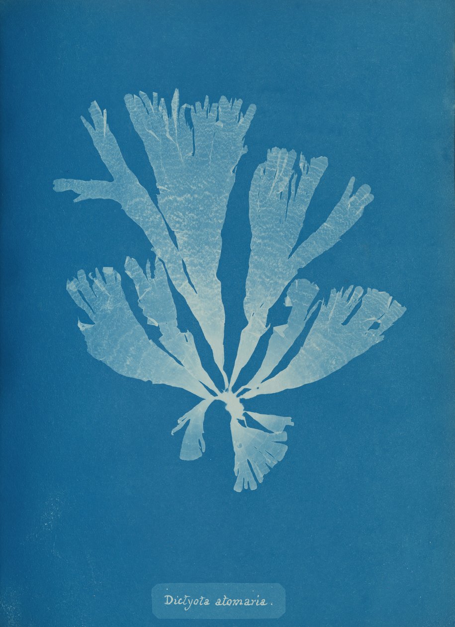 Dictyota atomaria, ca. 1853. autorstwa Anna Atkins