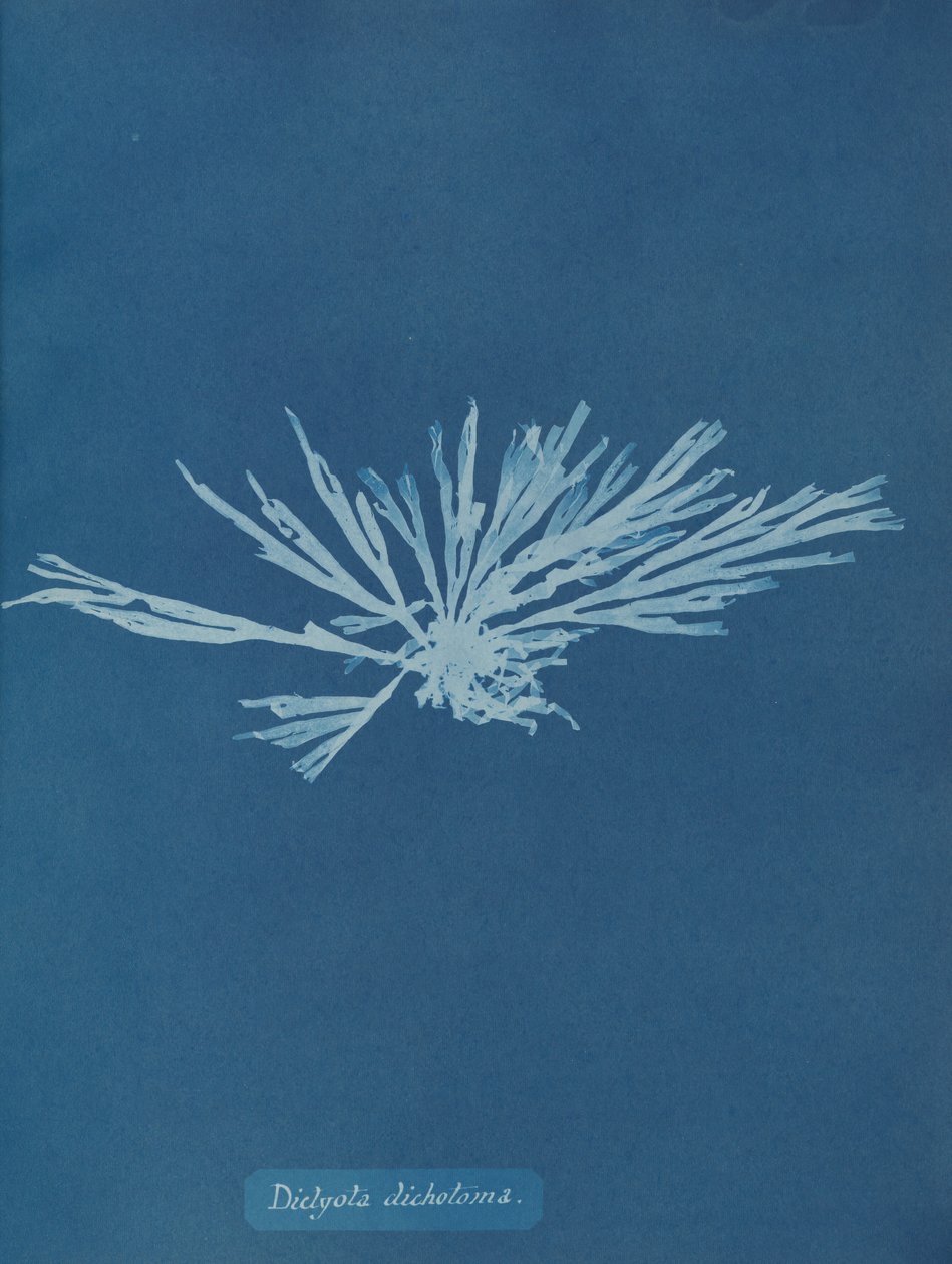 Dictyota dychotoma, ca. 1853. autorstwa Anna Atkins
