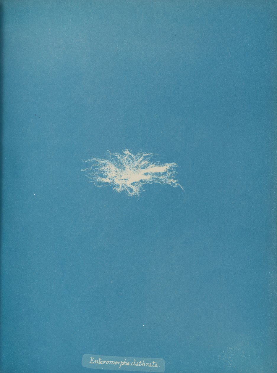 Enteromorpha clathrata, ca. 1853. autorstwa Anna Atkins