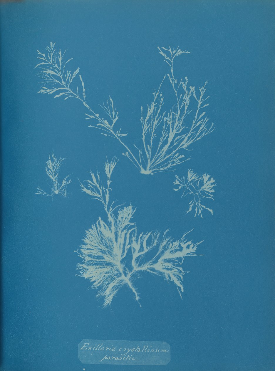 Pasożytniczy Exillaria crystallinum, ca. 1853. autorstwa Anna Atkins