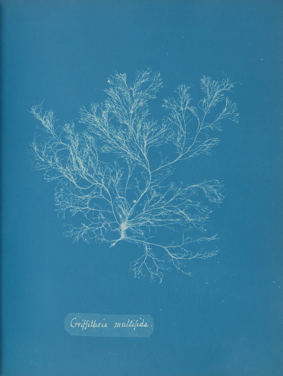 Griffithsia multifida, ca. 1853. autorstwa Anna Atkins
