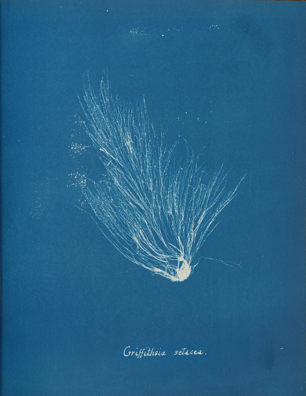 Griffithsia setacea, ca. 1853. autorstwa Anna Atkins