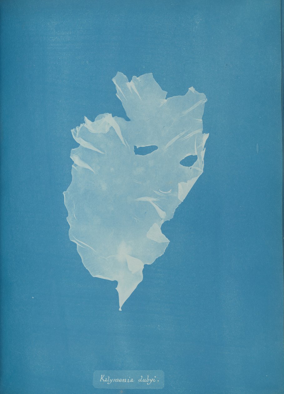 Kalymenia dubyi, ca. 1853. autorstwa Anna Atkins