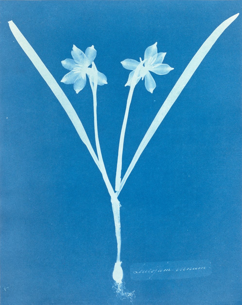 Leucojam Varium autorstwa Anny Atkins autorstwa Anna Atkins
