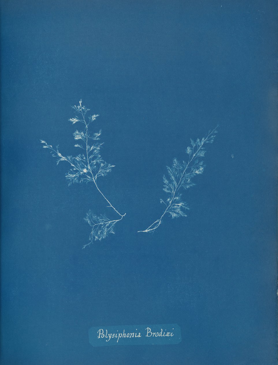 Polisyfonia Brodiego, ca. 1853 autorstwa Anna Atkins