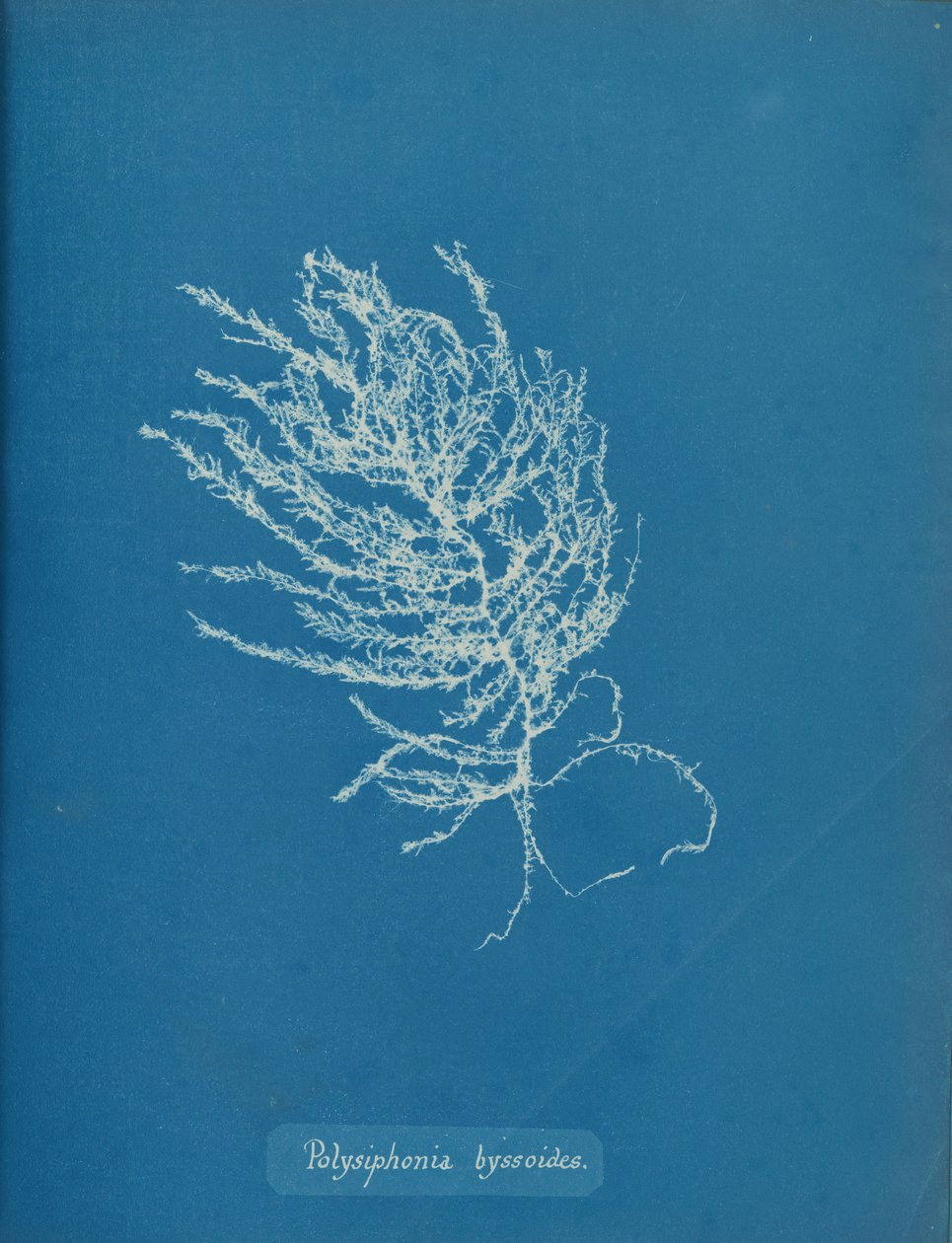 Polisyfonia byssoides, ca. 1853. autorstwa Anna Atkins