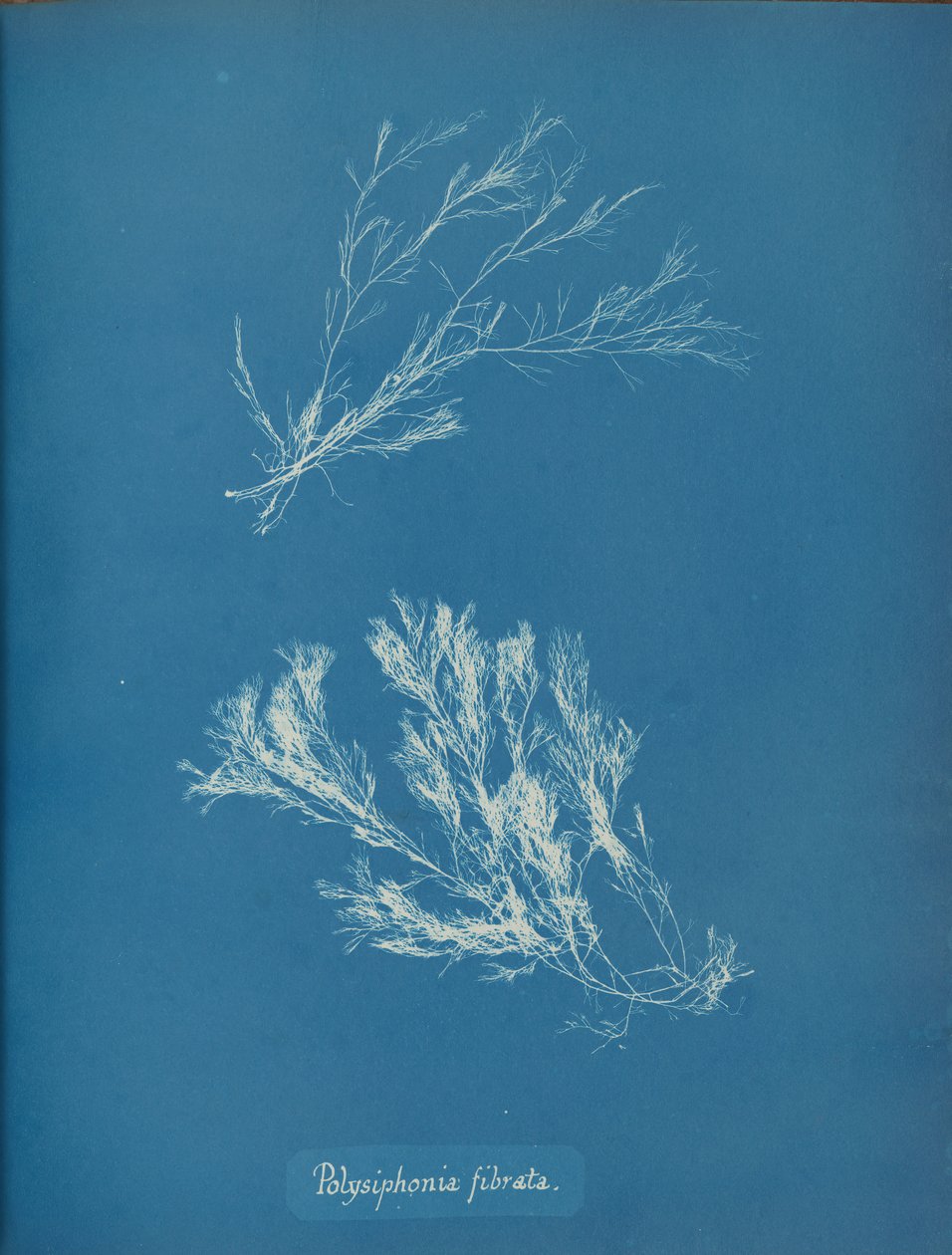 Polysiphonia fibrata, ca. 1853. autorstwa Anna Atkins