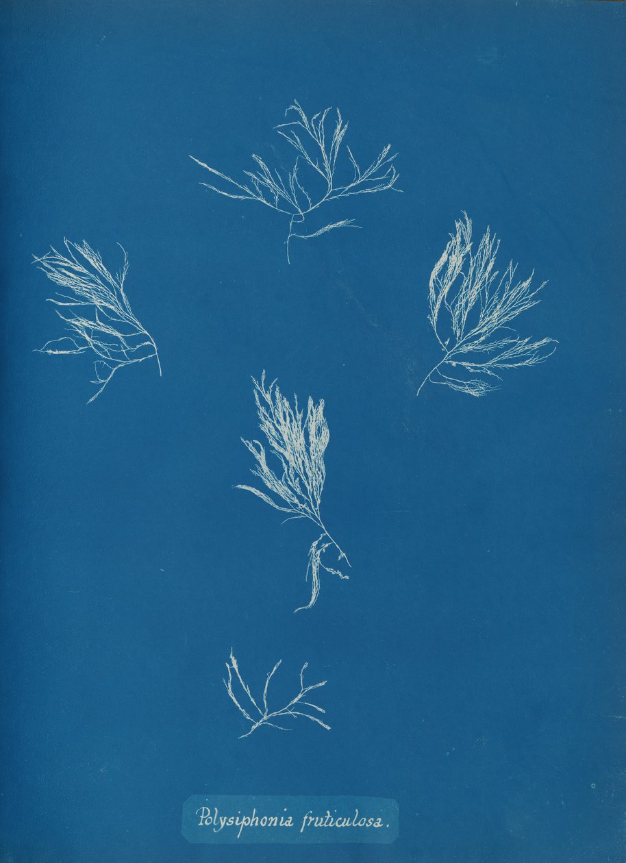 Polysiphonia fruticulosa, ca. 1853. autorstwa Anna Atkins