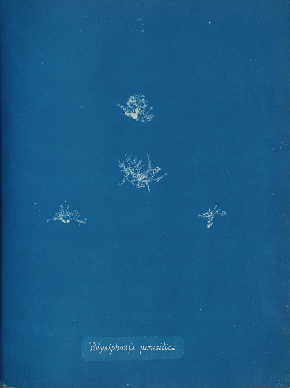 Polysiphonia parasitica, ca. 1853. autorstwa Anna Atkins