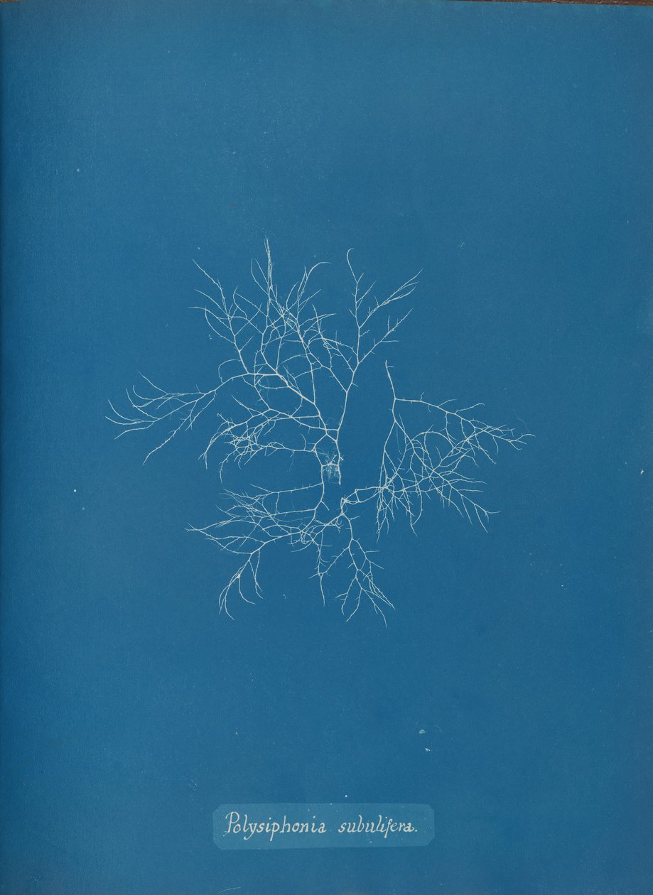 Polysiphonia subulifera, ca. 1853. autorstwa Anna Atkins