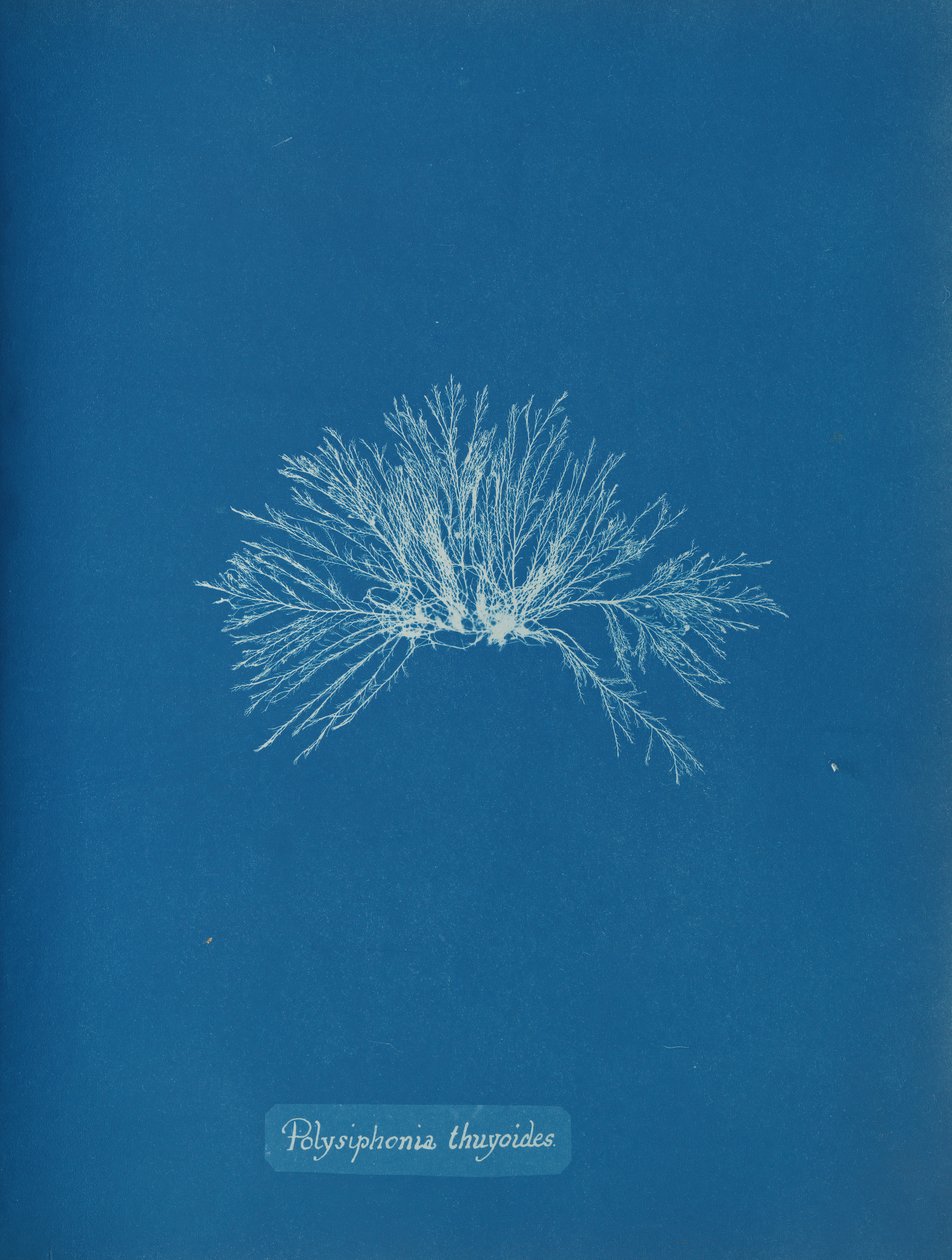 Polisyfonia tujoidalna, ca. 1853. autorstwa Anna Atkins