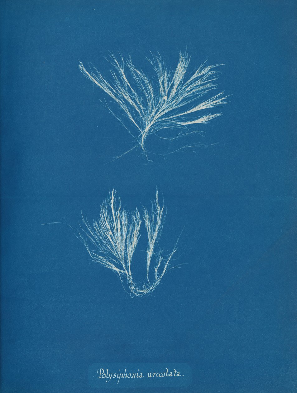 Polysiphonia urceolata, ca. 1853. autorstwa Anna Atkins