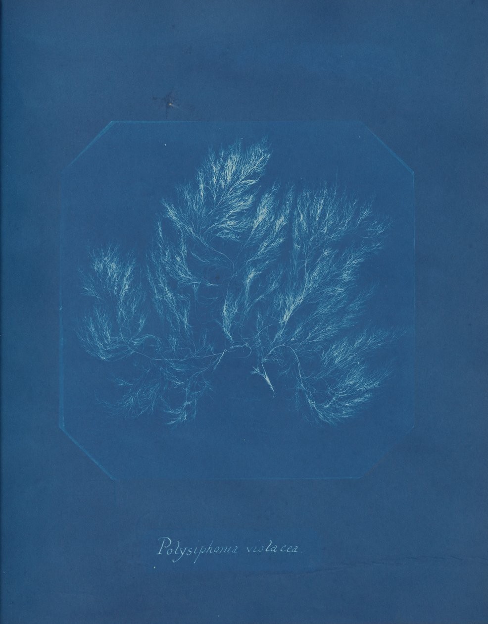 Polisyfonia violacea, ca. 1853. autorstwa Anna Atkins