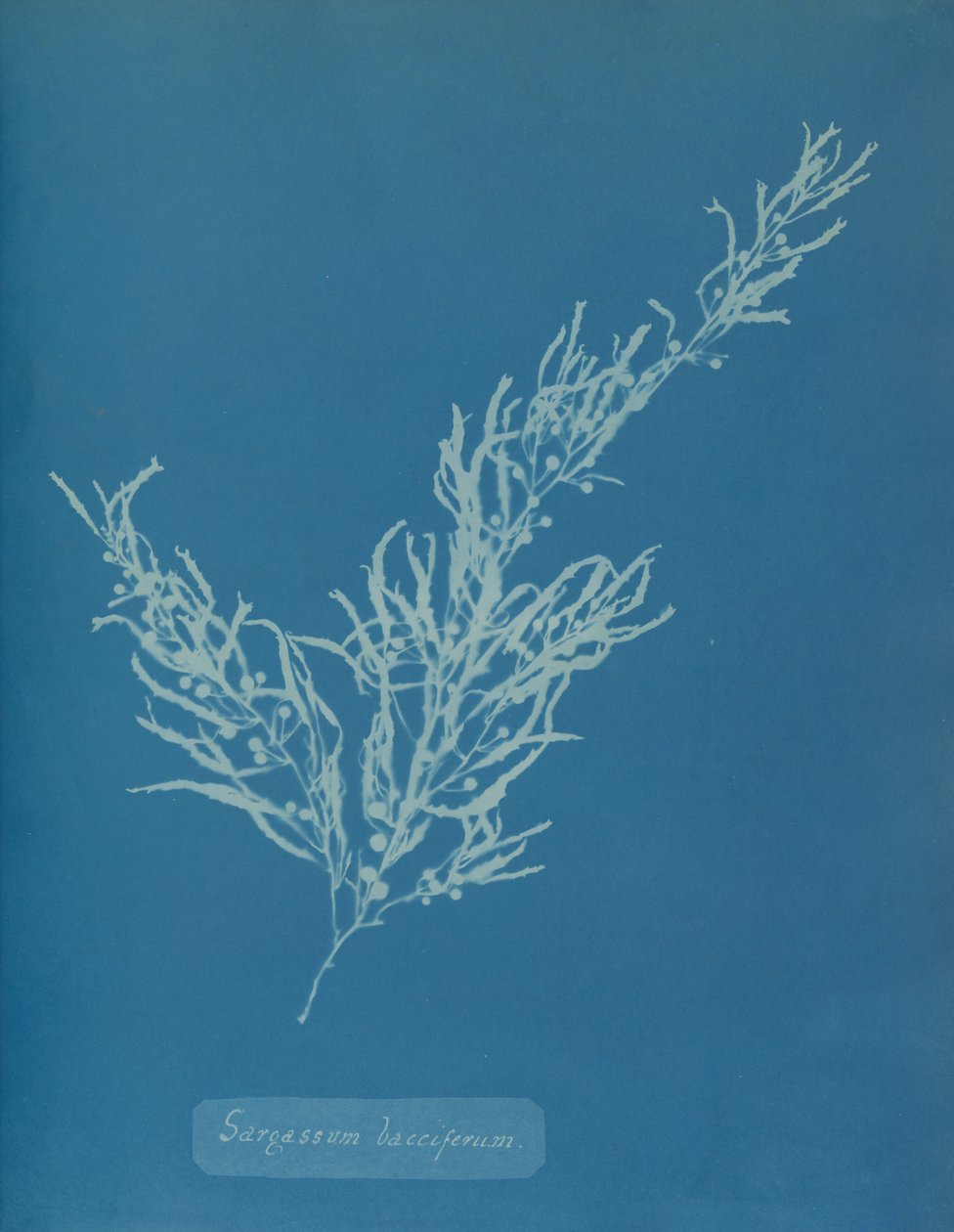 Sargassum bacciferum, ca. 1853. autorstwa Anna Atkins