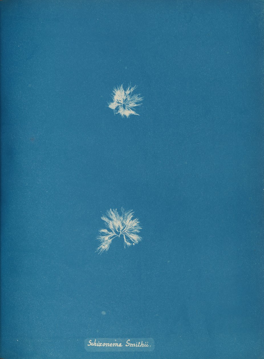 Schizonema Smithii, ca. 1853. autorstwa Anna Atkins