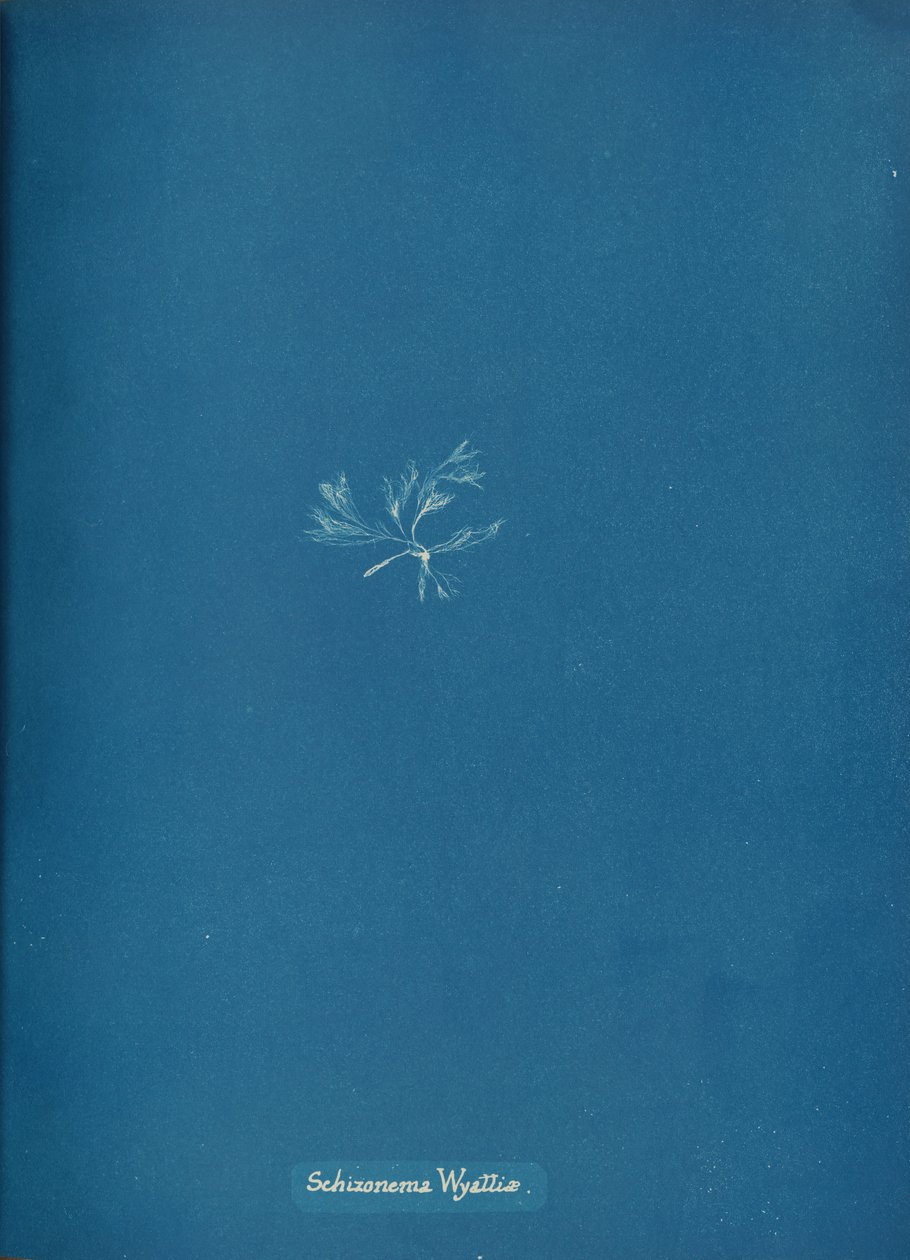 Schizonema Wyattić, ca. 1853. autorstwa Anna Atkins