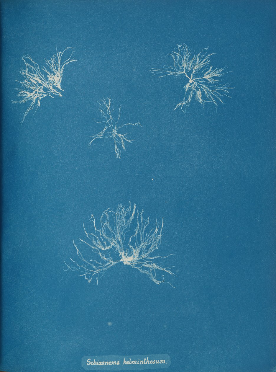 Schizonema helminthosum, ca. 1853. autorstwa Anna Atkins