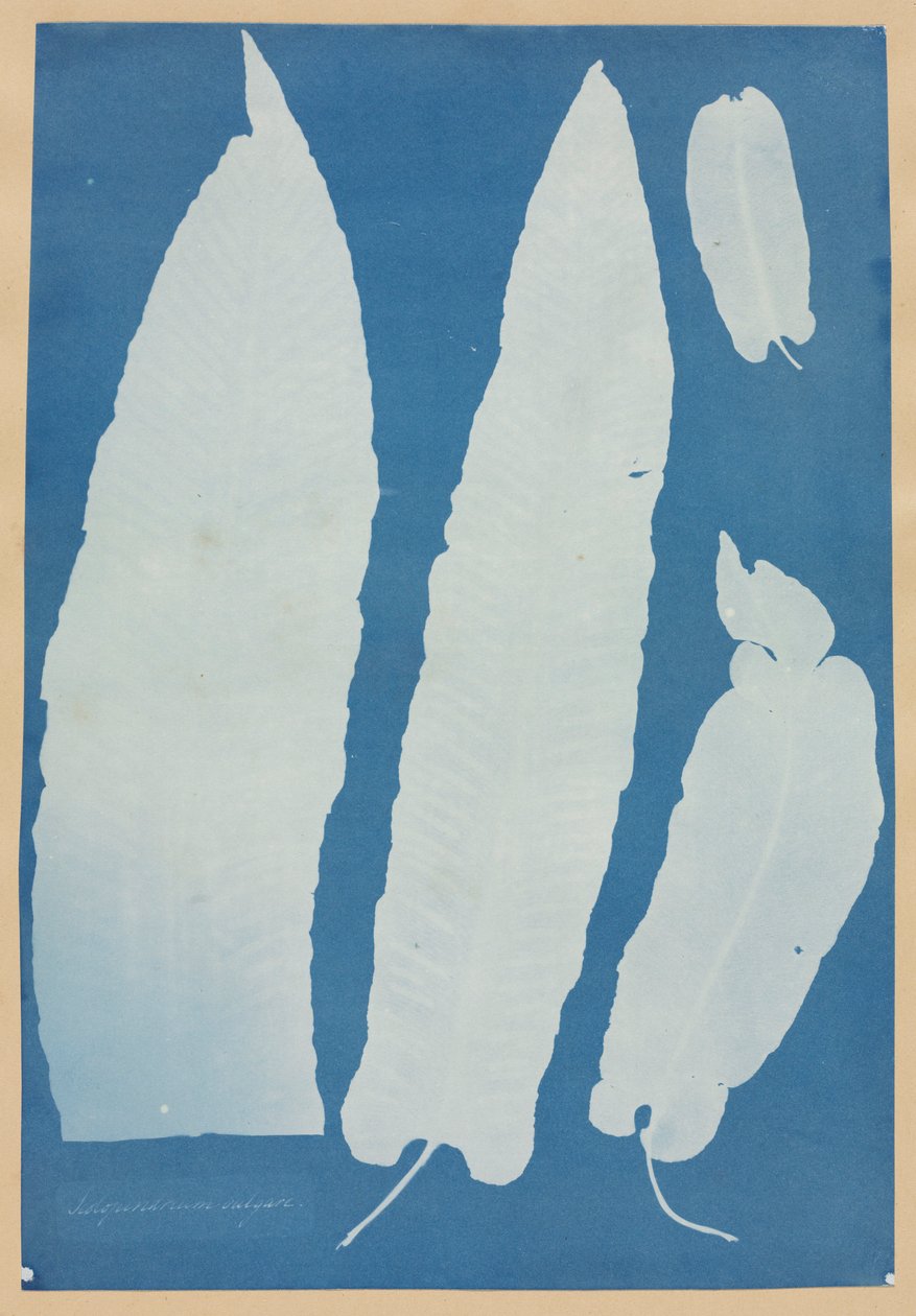 Scolopendrium Vulgare, 1852-1854. autorstwa Anna Atkins