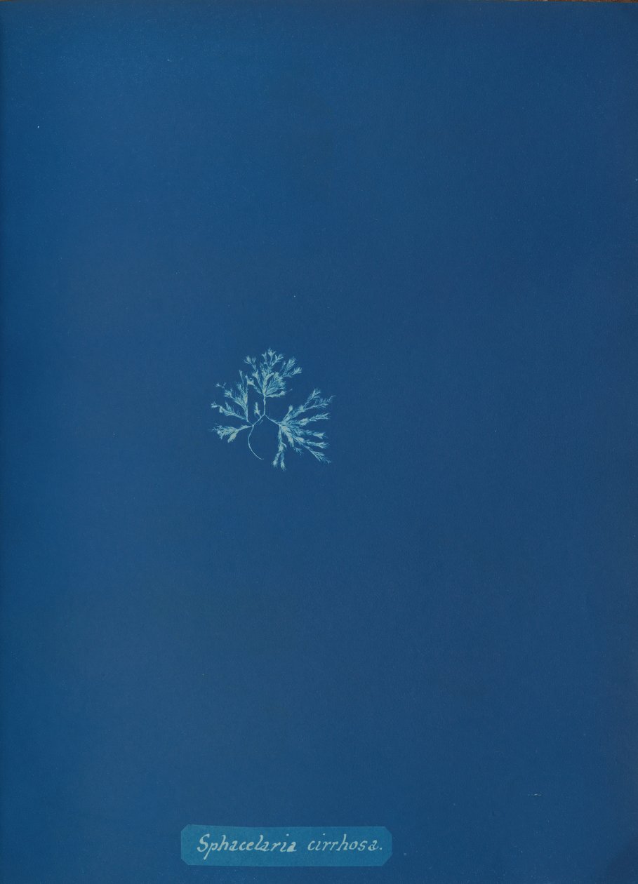 Sphacelaria cirrhosa, ca. 1853. autorstwa Anna Atkins