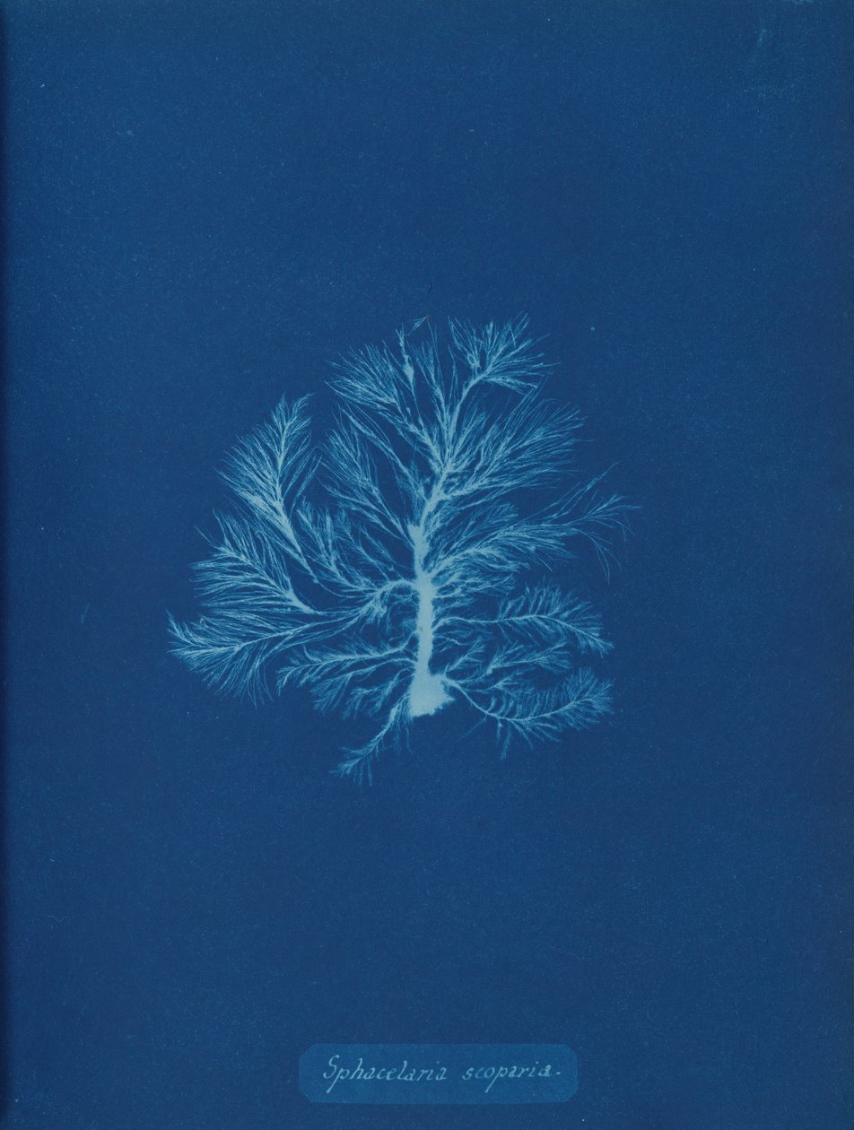 Sphacelaria scoparia, ca. 1853. autorstwa Anna Atkins