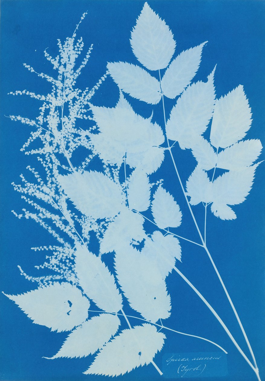 Spiraea arcus Tyrol, 1851-54. autorstwa Anna Atkins