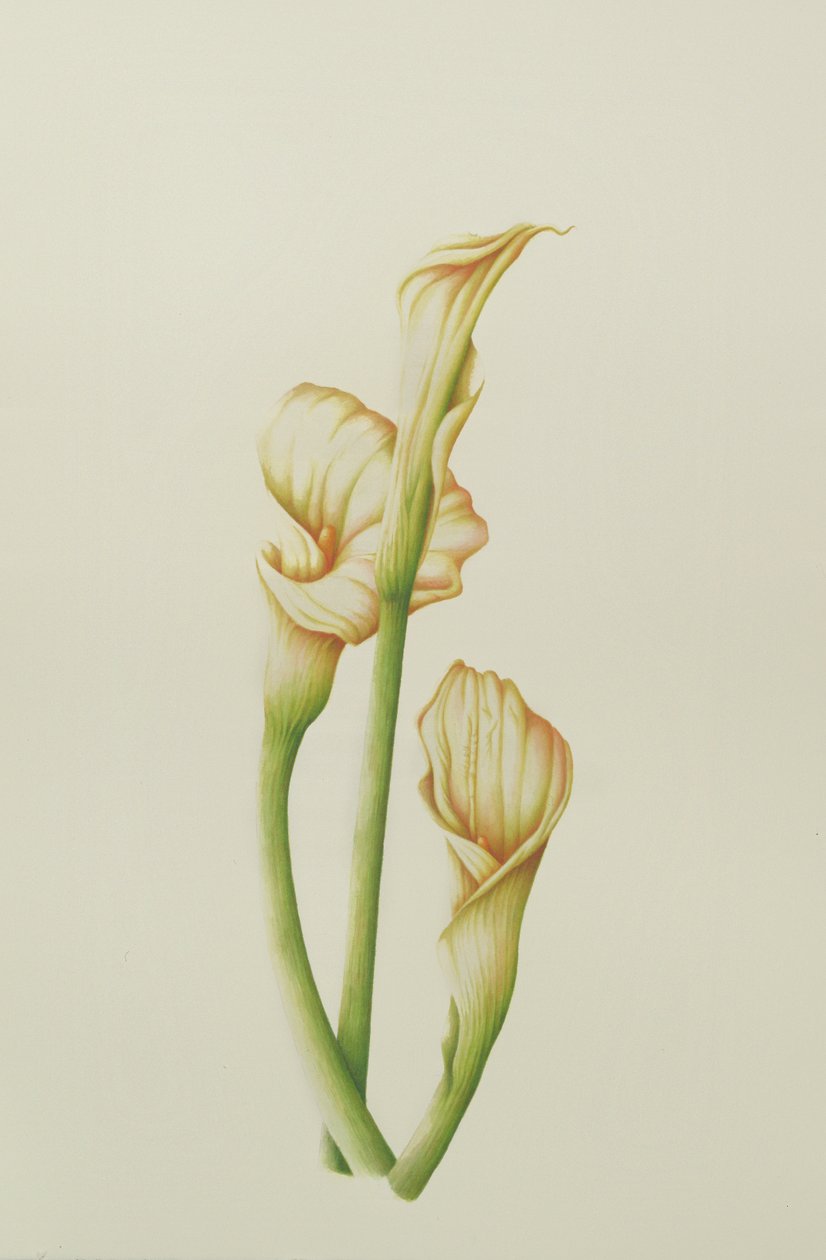 Lilia Arum, 2001 (wc na papierze) autorstwa Annabel Barrett