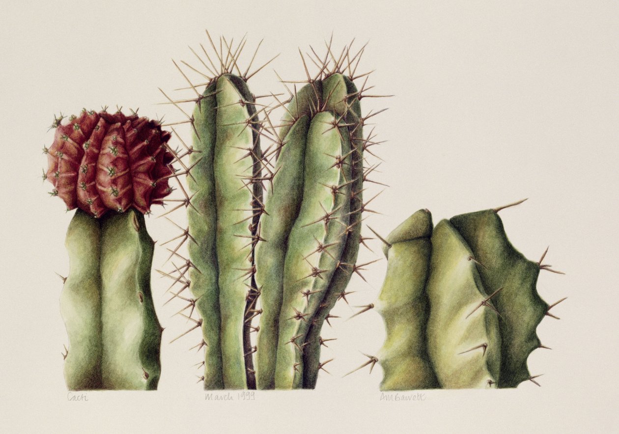 Kaktusy, 1999 (wc na papierze) autorstwa Annabel Barrett