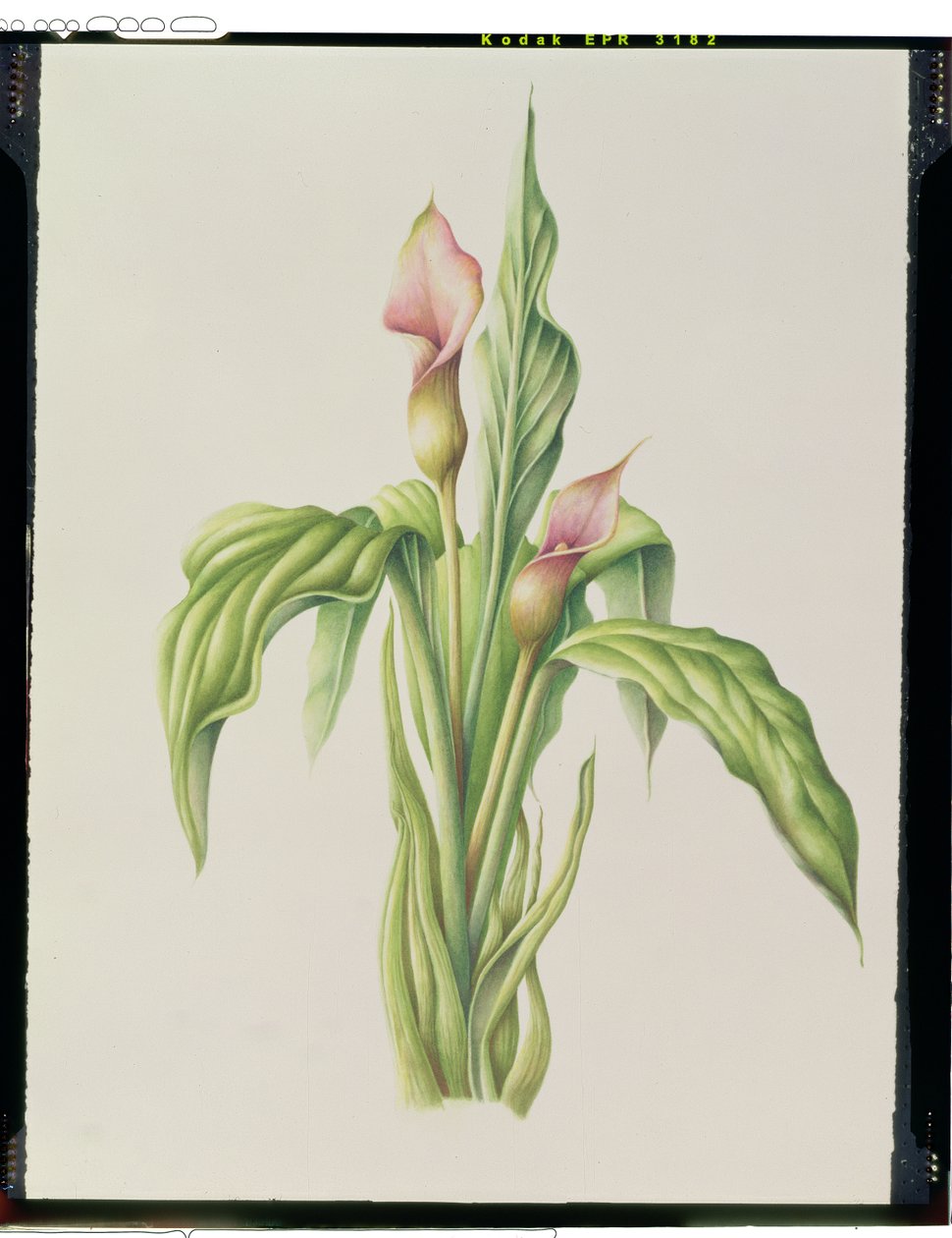 Carla Lily, 2000 (wc na papierze) autorstwa Annabel Barrett
