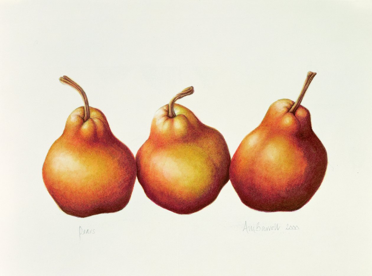 Gruszki, 2000 (wc na papierze) autorstwa Annabel Barrett