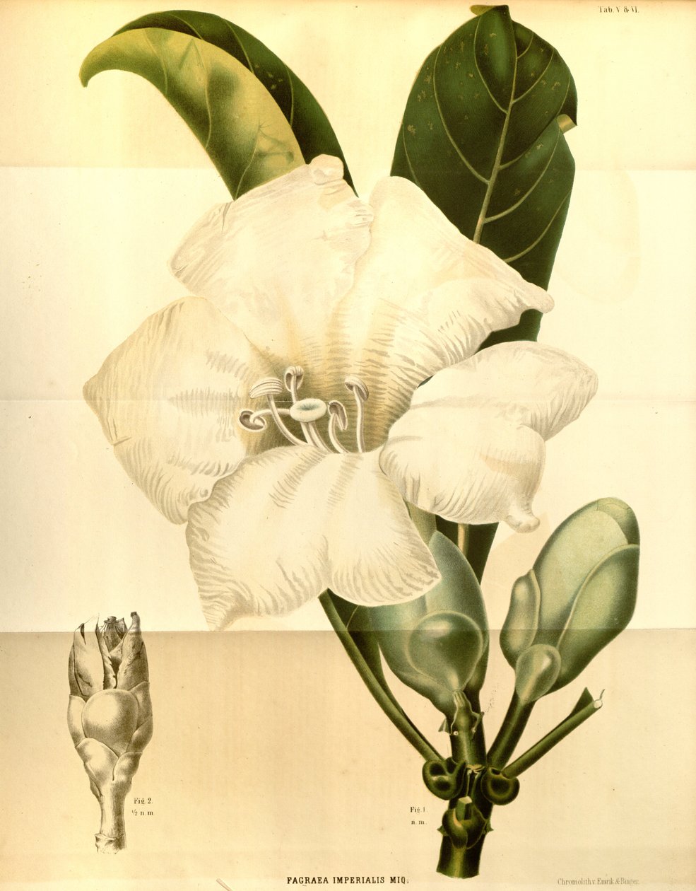 Fagraea imperialis autorstwa Annales Musei botanici lugduno batavi