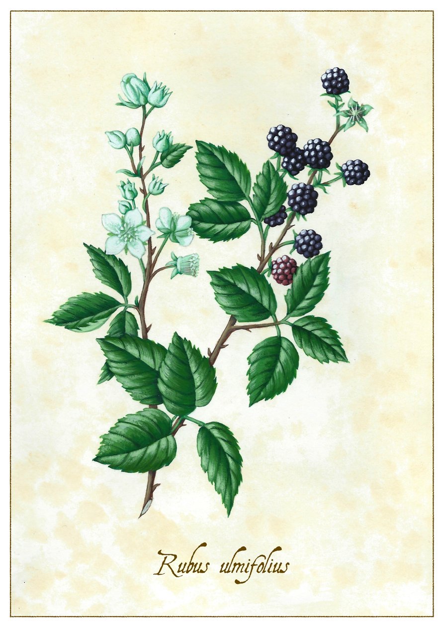 Rubus ulmifolius, 2015 (gwasz) autorstwa Annalisa Morrocco