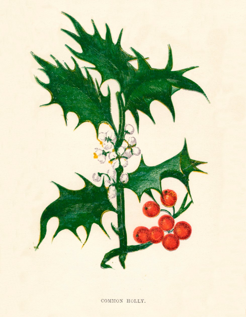 Ostrokrzew zwyczajny, ok. 1891 r., 1891 r autorstwa Anne Pratt